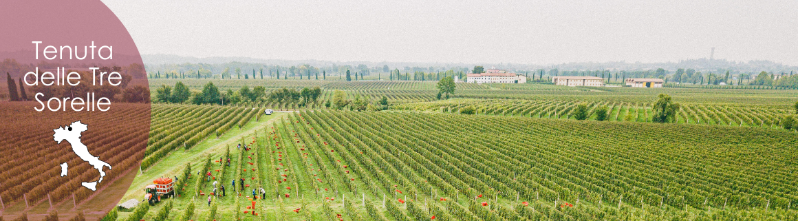 weine italien kaufen lugana