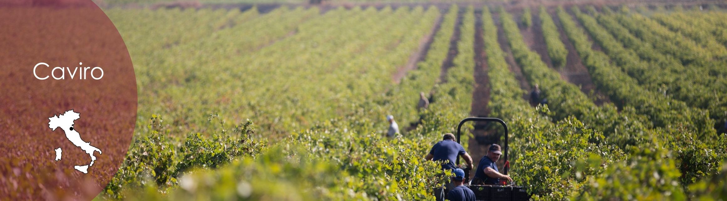 angoris wein friaul italien tenuta