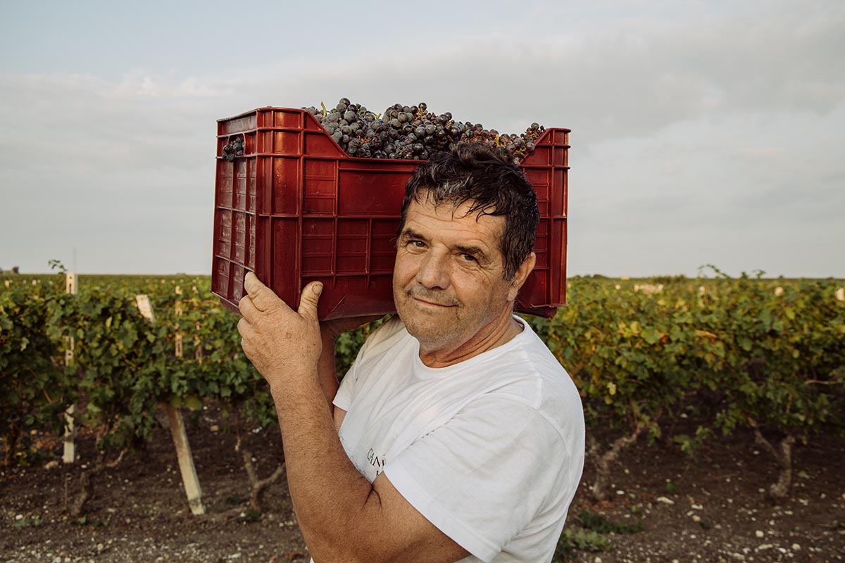 rotwein italien exklusivmarken primitivo 14 