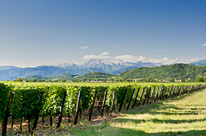 prämierte weine aus italien gambero rosso