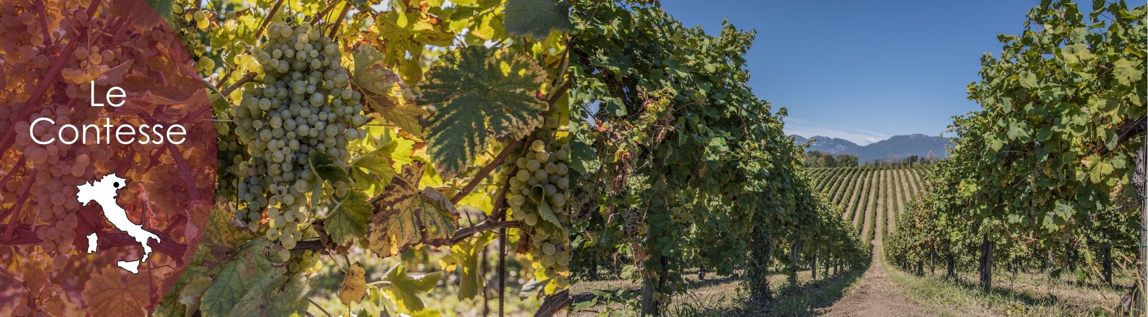 le contesse wein kaufen