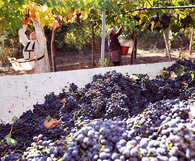 weinernte saffers winzerwelt