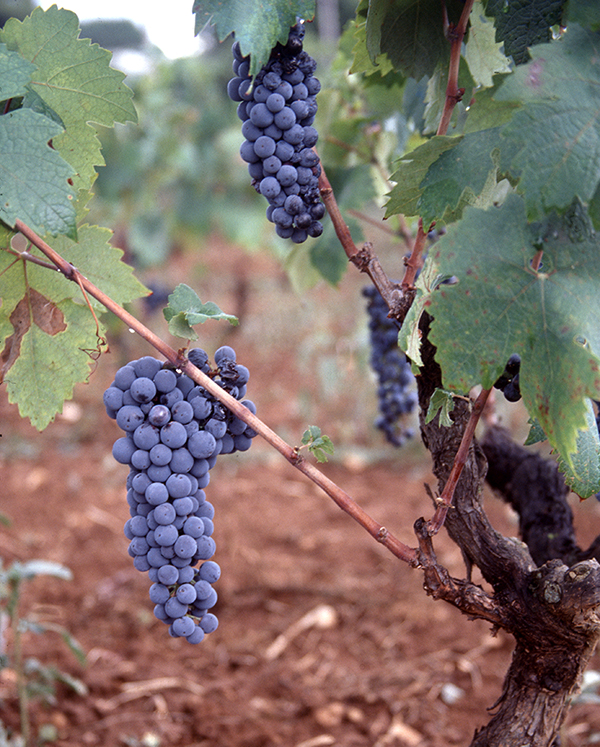 prämierte weine aus italien gambero rosso